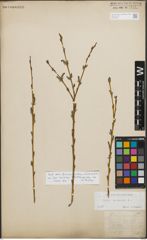 Foto von Salix purpurea L.
